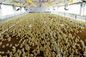 Yeniden Kullanılabilir Kalifiye Emniyet ve Yardımcı İşlenmiş Çelik Tavuk Shed Sistemleri Tedarikçi