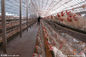 Çelik Sandviç Panel Malzemesi Tavuk Yetiştiriciliği İçin Kanatlı Çelik Çerçeveleme Sistemleri Tedarikçi